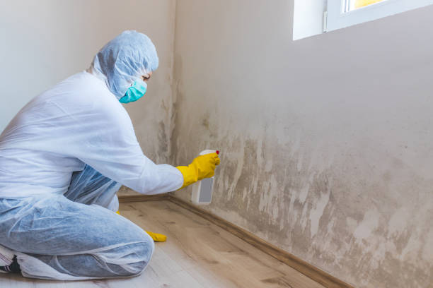 Licensed Basement Mold Remediation service in Bronte, TX - 24 Hour Mold Removal