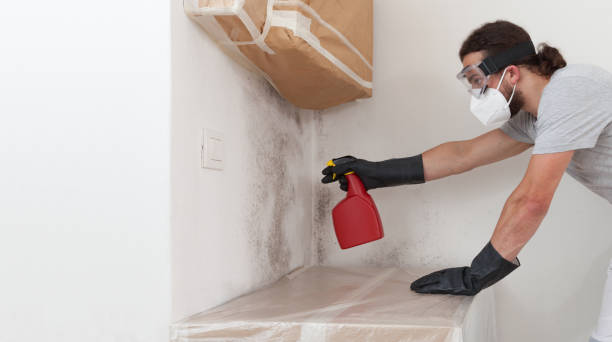Professional Basement Mold Remediation technician working in Bronte, TX