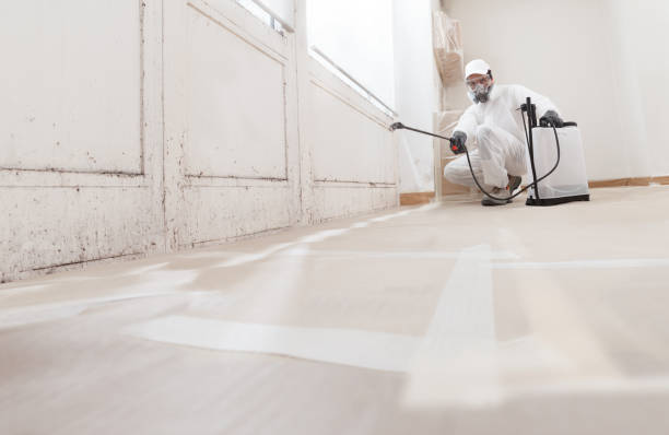 24/7 Emergency Basement Mold Remediation experts in Bronte, TX