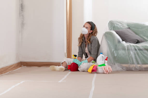 Reliable Basement Mold Remediation contractor in Bronte, TX by 24 Hour Mold Removal