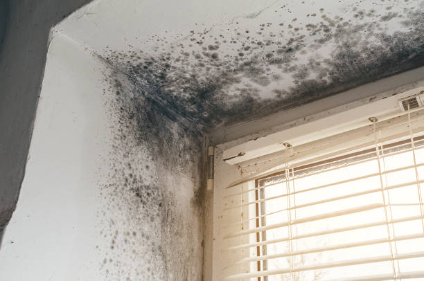 Affordable Basement Mold Remediation solutions in Bronte, TX