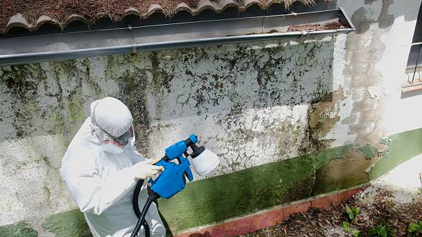 Top rated local Basement Mold Remediation specialists in Bronte, TX